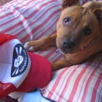 Chewy contemplating eating the Fat Paddler, Marrickville Sydney (@naomiburns)