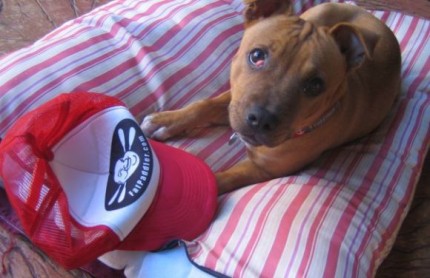Chewy contemplating eating the Fat Paddler, Marrickville Sydney (@naomiburns)
