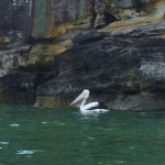 A fellow paddler... gday Mr Pelican!