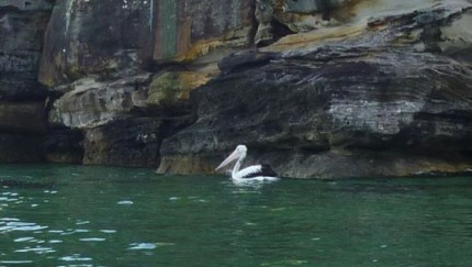 A fellow paddler... gday Mr Pelican! A fellow paddler... gday Mr Pelican!