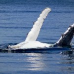 Regular visitors at Jervis Bay, NSW (Flickr Credit: Life_with_Jordy)