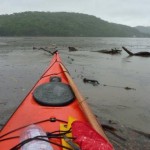 Debris packing the surface of Middle Harbour tangling our kayaks