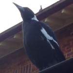 The watchful gaze of a local Magpie