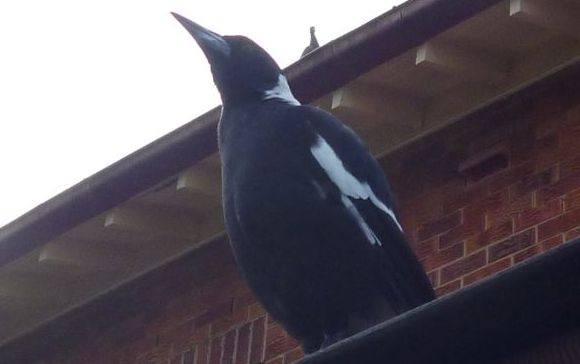 The watchful gaze of a local Magpie
