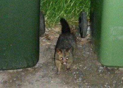Hey there little fella, how are you going?