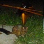 The big mangy Demon-Possum