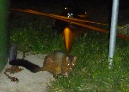 The big mangy Demon-Possum