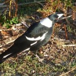 The friendly Magpie, who was keen to get into Timbo's muesli bar
