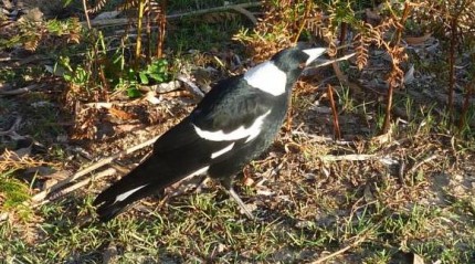 The friendly Magpie, who was keen to get into Timbo's muesli bar