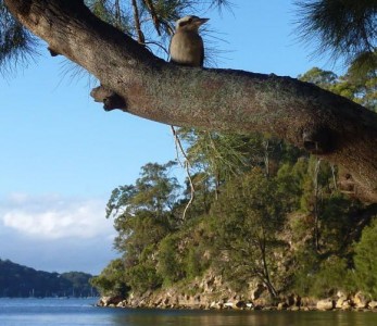 The curious Kookaburra who flew over to check us out