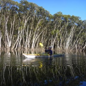 Mangrove reflections. Beautiful.