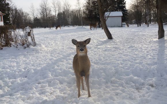 Hey look, it's Bambi!! Hello sweety!