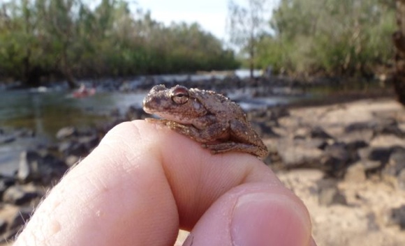 Wildlife - Northern Territory Australia