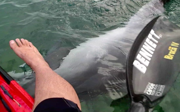 The dolphin rubbed it's belly across my dangling foot